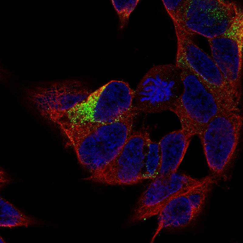Staining of SH-SY5Y cells, showing specific staining in the cytosol and in microtubules in green. Microtubule- and nuclear probes are visualized in red and blue, respectively (where available).