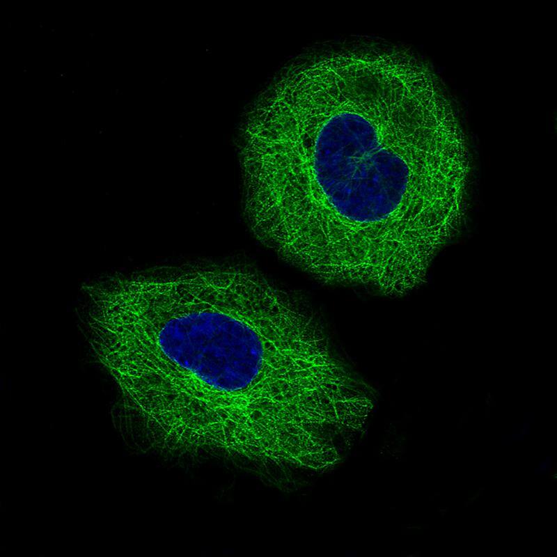 Staining of A549 cells, showing specific staining on microtubules in green. Microtubule- and nuclear probes are visualized in red and blue, respectively (where available).