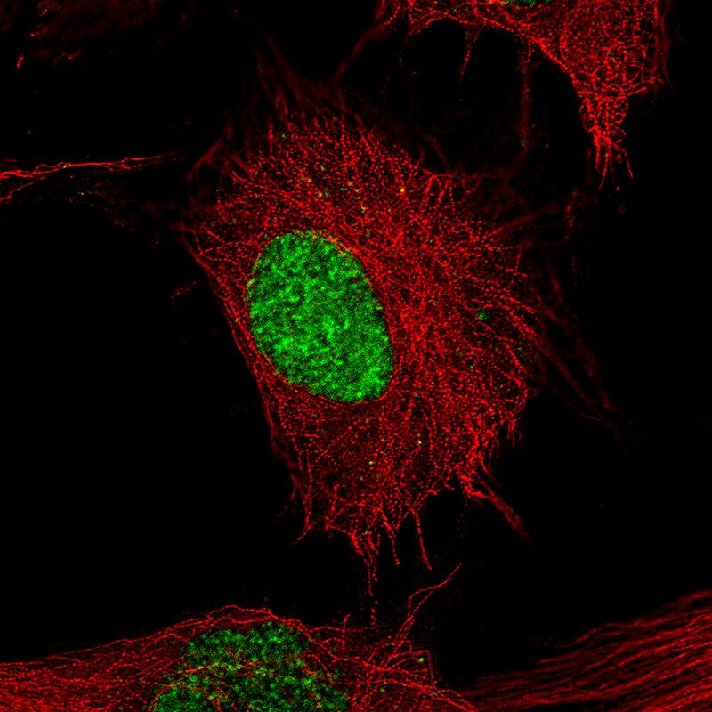 Staining of U-251 cells, showing specific staining in the nucleoplasm in green. Microtubule- and nuclear probes are visualized in red and blue, respectively (where available).