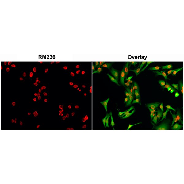 Immunocytochemistry/Immunofluorescence: 5-hmC Antibody (RM236) [NBP2-61469] - Immunocytochemical staining of HeLa cells using NBP2-61469 at 0.5 ug/ml (red) . Actin filaments was labeled with fluorescein phalloidin green). HeLa cells were fixed with 4% paraformaldehyde and permeabilized with methanol (-20C) before treatment with 2 N HCl for 30 min at 37C to denature the DNA.