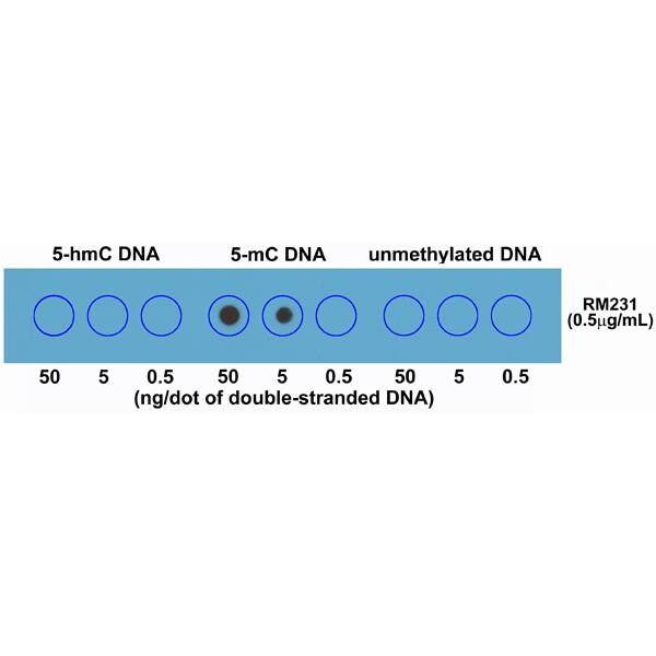 Dot Blot: 5-MethylCytosine Antibody (RM231) [NBP2-61470] - Dot blot of double stranded DNA using RM231. The membrane was pre-spotted with 50, 5, and 0.5 ng/dot of double stranded 5-Hydroxymethylcytosine (5-hmC) DNA, 5-Methylcytosine (5-mC) DNA, and unmethylated DNA. The pre-spotted membrane was then blotted with RM231.