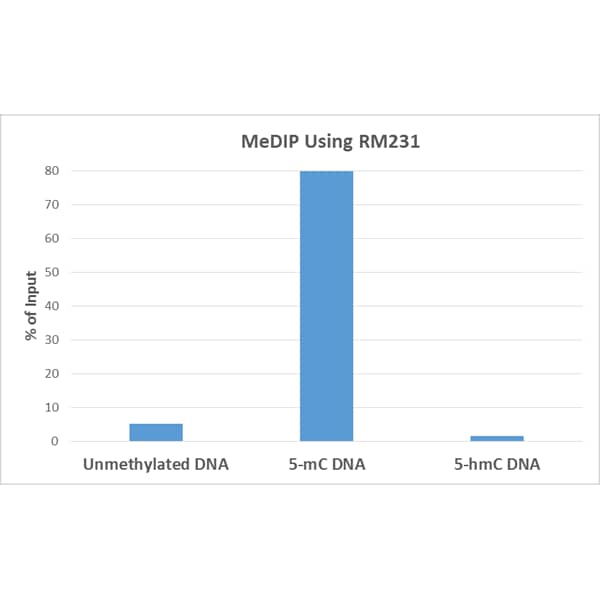 Methylated DNA Immunoprecipitation: 5-MethylCytosine Antibody (RM231) [NBP2-61470] - MeDIP was performed using NBP2-61470 at a 2:1 DNA: Ab ratio. 1 ng of unmethylated, 5-Methylcytosine (5-mC) or 5-Hydroxymethylcytosine (5-hmC) DNA standard (897 bp) was spiked in 1ug of genomic DNA isolated from HeLa cells as the control. Realtime PCR was then performed to determine the capture of DNA standard as in % of input.
