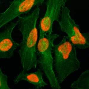 Immunocytochemistry/ Immunofluorescence: Histone H2A.Z Antibody (RM215) - Azide and BSA Free [NBP2-61488] - Immunocytochemistry of HeLa cells, using Clone RM215 (red). Actin filaments have been labeled with fluorescein phalloidin (green).