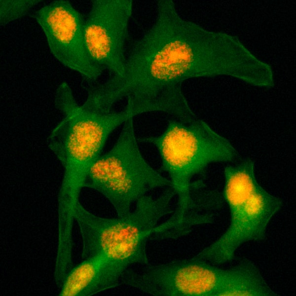 Immunocytochemistry/ Immunofluorescence: Histone H2B Antibody (RM230) - Azide and BSA Free [NBP2-61495] - Immunocytochemical staining of HeLa cells, using Clone RM230 (red). Actin filaments have been labeled with fluorescein phalloidin (green).