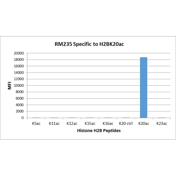 Multiplex Immunoassay: Histone H2B type 1B [ac Lys20] Antibody (RM235) - Azide and BSA Free [NBP2-61496] - RM235 specifically reacts to Histone H2B acetylated at Lysine 20 (K20ac). No cross reactivity with non-modified Lysine 20 or other acetylated Lysines in histone H2B.