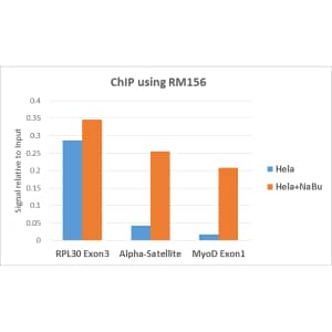 Chromatin Immunoprecipitation: Histone H3 [ac Lys79] Antibody (RM156) [NBP2-61497] - ChIP performed on HeLa cells with or without Sodium Butyrate treatment, using 5 ug NBP2-61497. Real-time PCR was performed using primers specific to the gene indicated.
