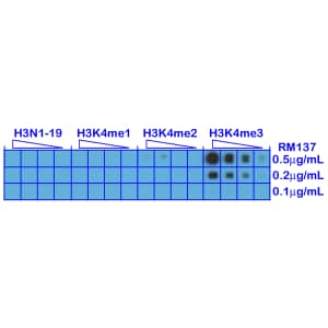 Dot Blot: Histone H3 [Trimethyl Lys4] Antibody (RM137) - Azide and BSA Free [NBP2-61502] - A Peptide dotblot shows RM137 reacts only to Histone H3 trimethyl-Lysine 4 (K4me3). No cross reactivity with nonmodified Lysine 4 (H3N1-19), monomethylated Lysine 4 (K4me1) or dimethylated Lysine 4 (K4me2).