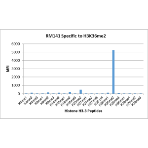 Multiplex Immunoassay: Histone H3 [Dimethyl Lys36] Antibody (RM141) - Azide and BSA Free [NBP2-61506] - RM141 specifically reacts to Histone H3 dimethylated at Lysine 36 (K36me2). No cross reactivity with non-modified Lysine 36 (K36 Ctrl), monomethylated Lysine 36 (K36me1), trimethylated Lysine 36 (K36me3), or other methylations in Histone H3.