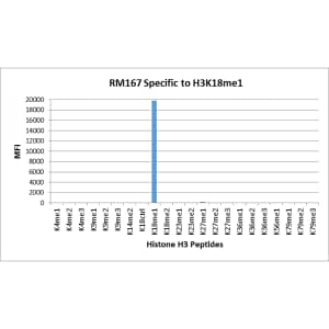 Multiplex Immunoassay: Histone H3 [Monomethyl Lys18] Antibody (RM167) - Azide and BSA Free [NBP2-61515] - RM167 specifically reacts to Histone H3 monomethylated at Lysine 18. No cross reactivity with nonmodified Lysine 18 or dimethylated Lysine 18