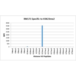 Multiplex Immunoassay: Histone H3 [Dimethyl Lys23] Antibody (RM171) - Azide and BSA Free [NBP2-61516] - RM171 specifically reacts to Histone H3 dimethylated at Lysine 23 (K23me2). No cross reactivity with other methylated lysines in Histone H3.