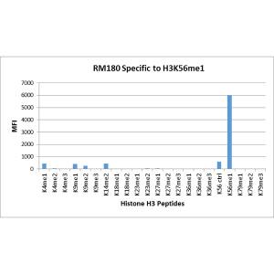 Multiplex Immunoassay: Histone H3 [Monomethyl Lys56] Antibody (RM180) - Azide and BSA Free [NBP2-61529] - RM180 specifically reacts to Histone H3 monomethylated at Lysine 56. No cross reactivity with nonmodified Lysine 56, or other methylations in histone H3.