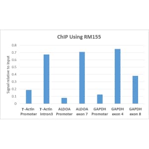 Chromatin Immunoprecipitation: Histone H3 [Trimethyl Lys36] Antibody (RM155) - Azide and BSA Free [NBP2-61530] - ChIP performed on HeLa cells using RM155, 5ug. Real-time PCR was performed using primers specific to the gene indicated.