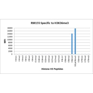 Multiplex Immunoassay: Histone H3 [Trimethyl Lys36] Antibody (RM155) - Azide and BSA Free [NBP2-61530] - RM155 specifically reacts to Histone H3 trimethylated at Lysine 36 (K36me3). No cross reactivity with non-modified Lysine 36 (K36 Ctrl), monomethylated Lysine 36 (K36me1) or dimethylated Lysine 36 (K36me2), or other methylations in Histone H3.