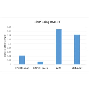 Chromatin Immunoprecipitation: Histone H3 [Dimethyl Lys9] Antibody (RM151) - Azide and BSA Free [NBP2-61534] - ChIP performed on HeLa cells using Clone RM151 (5ug). Real-time PCR was performed using primers specific to the gene indicated.