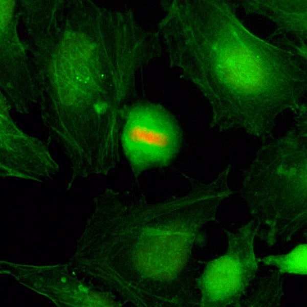 Immunocytochemistry/ Immunofluorescence: Histone H4 [p Ser1] Antibody (RM194) - Azide and BSA Free [NBP2-61553] - Immunocytochemistry of HeLa cells, using Clone RM194 (red). Actin filaments have been labeled with fluorescein phalloidin (green).