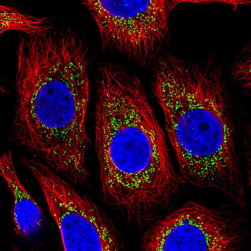 Staining of MCF7 cells, showing specific staining in mitochondria in green. Microtubule- and nuclear probes are visualized in red and blue, respectively (where available).