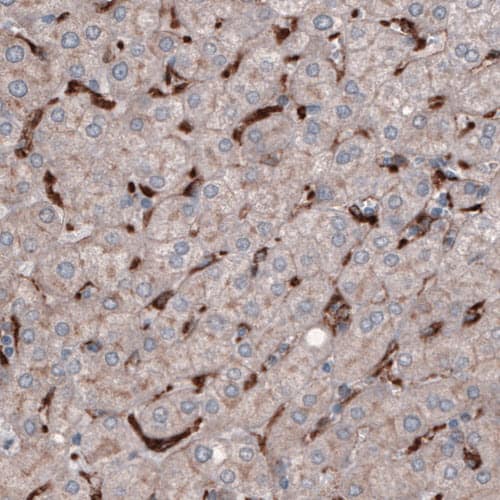 Staining of human liver shows strong immunoreactivity in Kupffer cells.
