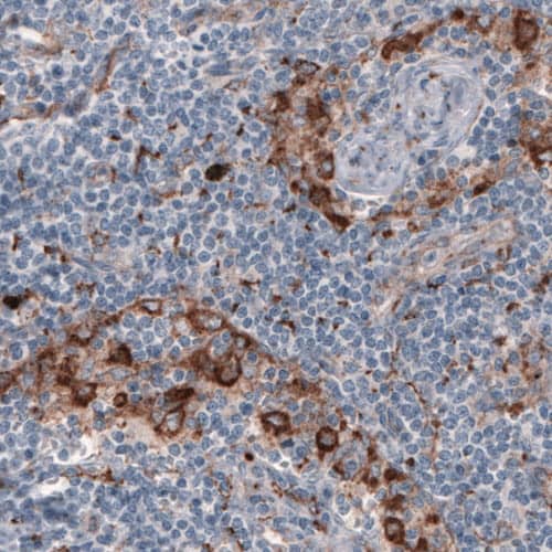 Staining of human lymph node shows strong positivity in a subset of lymphoid cells.