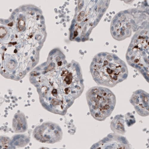 Staining of human placenta shows positivity in a subset of lymphoid cells.