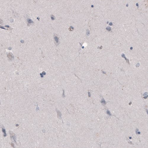 Staining of human cerebral cortex shows absence of immunoreactivity (negative control).