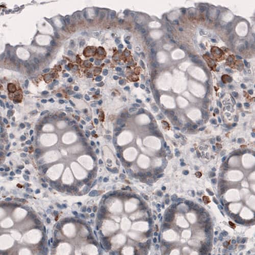 Staining of human colon shows immunoreactivity in a subset of lymphoid cells.
