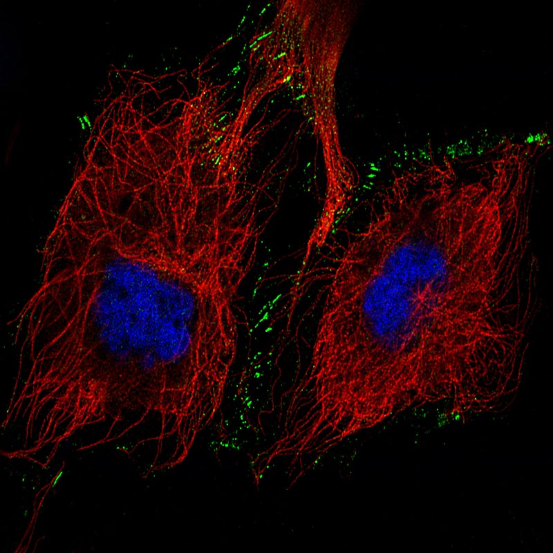 Staining of U-251 cells, showing specific staining in the plasma membrane and cell junctions in green. Microtubule- and nuclear probes are visualized in red and blue, respectively (where available).