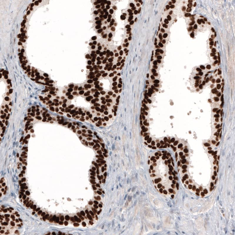 Staining of human prostate shows strong nuclear positivity in glandular cells.