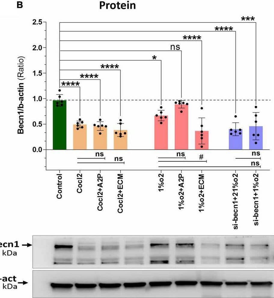 Western Blot BNIP3 Antibody (6A5F7) - BSA Free