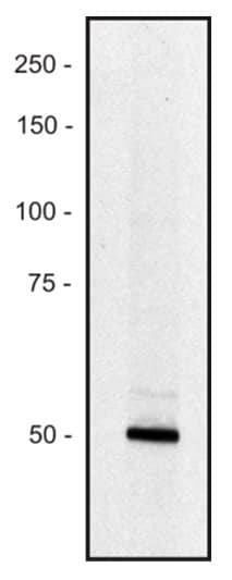 Staining of human REH erythroid cell line lysate (1% laurylmaltoside); non-reduced sample, immunostained by  mAb PCLO-01 and goat anti-mouse IgG (H+L)-HRP conjugate. The zone evidently corresponds to a small splice variant of the PCLO protein present in this type of cell (see Uniprot database, Genome Res. 14:2121-2127(2004)); the major form (over 500 kDa) expressed in neurons is too large for analysis by Western blotting.