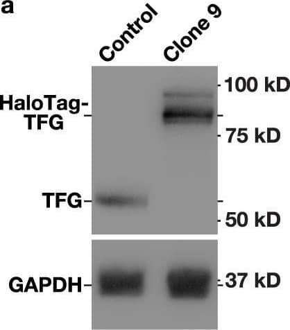 Engineering human cell lines to study native COPII dynamics.a Representative immunoblots (n = 3) of extracts generated from control and clonal CRISPR/Cas9 edited cells using antibodies directed against TFG (top) and GAPDH (bottom). b Representative confocal images of cell lines natively expressing HaloTag fusion proteins after labeling with JFX650-HaloTag ligand are shown. Insets show 3x zoomed regions (boxed). Bar, 10 μm. c Representative super resolution images of fixed cells expressing HaloTag fusion proteins labeled with the JFX650-HaloTag ligand (magenta) and co-stained using antibodies directed against Sec24a (green). Color-coded linescans highlighting their relative localizations are shown (right). Bar, 500 nm. d Confocal imaging of edited cell lines (HaloTag-Sec16a, green; HaloTag-Sec23a, light blue; HaloTag-Sec31a, purple; HaloTag-TFG, salmon) co-expressing either ss-DsRed (top) or ManII-SBP-GFP (bottom) was used to monitor their synchronous release from the ER. Based on fluorescence intensity, the percentage of each cargo present within the perinuclear region relative to its maximal accumulation there was quantified over time. Error bars represent mean +/- SEM (n = 20 cells each; 3 biological replicates each). ***p = 0.0003, **p = 0.0082, and *p = 0.0260, as calculated using a two-way ANOVA and Dunnett’s multiple comparison test. e Confocal microscopy was used to monitor the fluorescence recovery of HaloTag-Sec16a labeled with JFX650-HaloTag ligand after partial photobleaching (n = 20; 3 biological replicates). Error, as displayed by green-colored bands around the smoothed tread line, represents mean +/- SEM. Based on the recovery curve, the mobile fraction (Mf) and half-time of recovery (t1/2) were determined. Source data are provided as a Source Data file. Image collected and cropped by CiteAb from the following open publication (//pubmed.ncbi.nlm.nih.gov/38066006), licensed under a CC-BY license. Not internally tested by Novus Biologicals.