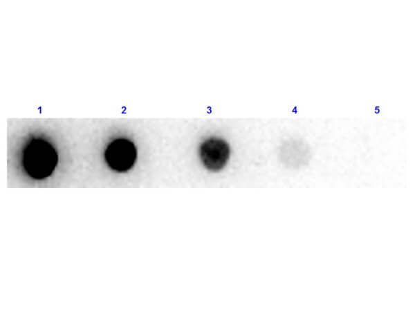 Dot Blot Results of F(ab')2 Goat Anti-Mouse IgG Antibody. Mouse IgG [p/n 010-0102] (1) 100ng, (2) 33.33ng, (3) 11.11ng, (4) 3.70ng, (5) 1.23ng. Primary Antibody: F(ab')2 Goat Anti-Mouse IgG at 1.0µg/mL for 1hr at RT. Secondary Antibody: Donkey Anti-Goat IgG HRP at 1µg/mL for 30 mins at RT. Block: BlockOut Buffer [p/n MB-073] at RT for 30 mins. Exposure: 1 sec.