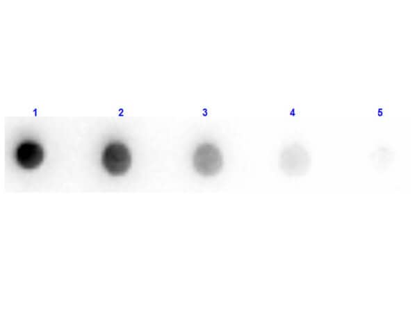 Dot Blot Results of Donkey F(ab')2 Anti-Sheep IgG Antibody Min X Ch GP Ham Hs Hu Ms Rb Rt Serum Proteins. Sheep IgG (1) 100ng, (2) 33.33ng, (3) 11.11ng, (4) 3.70ng, (5) 1.23ng. Primary Antibody: Donkey F(ab')2 Anti-Sheep IgG Antibody at 1ug/mL at RT for 1hr. Secondary Antibody: Anti-Donkey IgG HRP at 1:40,000 for 30 mins at RT. Exposure: 1 sec.