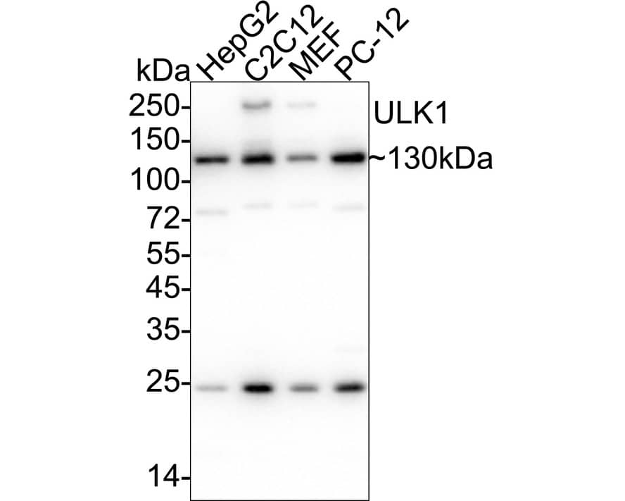 Western blot analysis on different lysates with NBP2-66765 at 1/5,000 dilution. Lane 1: HepG2 cell lysate Lane 2: C2C12 cell lysate Lane 3: MEF cell lysate Lane 4: PC-12 cell lysate Lysates/proteins at 20 µg/Lane. Predicted band size: 113 kDa Observed band size: 130 kDa Exposure time: 6 seconds;  4-20% SDS-PAGE gel. Proteins were transferred to a PVDF membrane and blocked with 5% NFDM/TBST for 1 hour at room temperature. NBP2-66765 at 1/5,000 dilution was used in 5% NFDM/TBST at 4℃ overnight. Goat Anti-Rabbit IgG [HRP] Secondary Antibody at 1/50,000 dilution was used for 1 hour at room temperature.