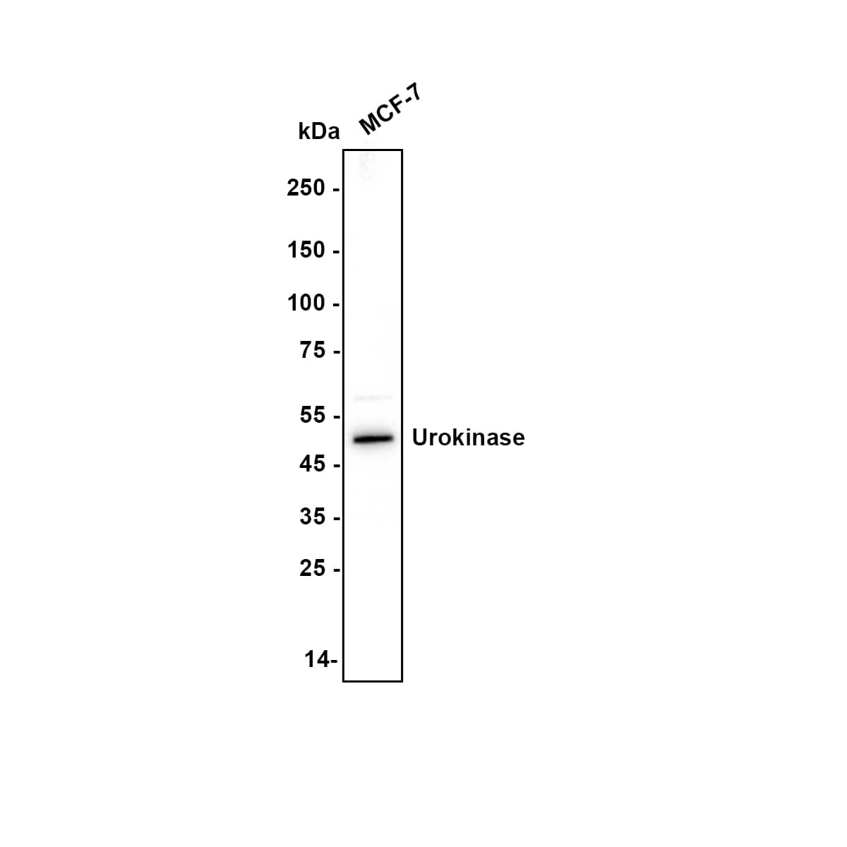 Western blot analysis of  MCF7 cell lysate with NBP2-66766 at 1/1,000 dilution. Lysates/proteins at 20 µg/Lane. Exposure time: 120 seconds Blocking: 5% NFDM/TBST, 1 hour at room temperature Primary antibody: NBP2-66766, 1/25,000 in 5% NFDM/TBST, overnight at 4 ℃ Secondary antibody: Goat Anti-Rabbit IgG [HRP] Secondary Antibody, 1/50,000 in 5% NFDM/TBST, 1 hour at room temperature Predicted band size: 49 kDa Observed band size: 49 kDa