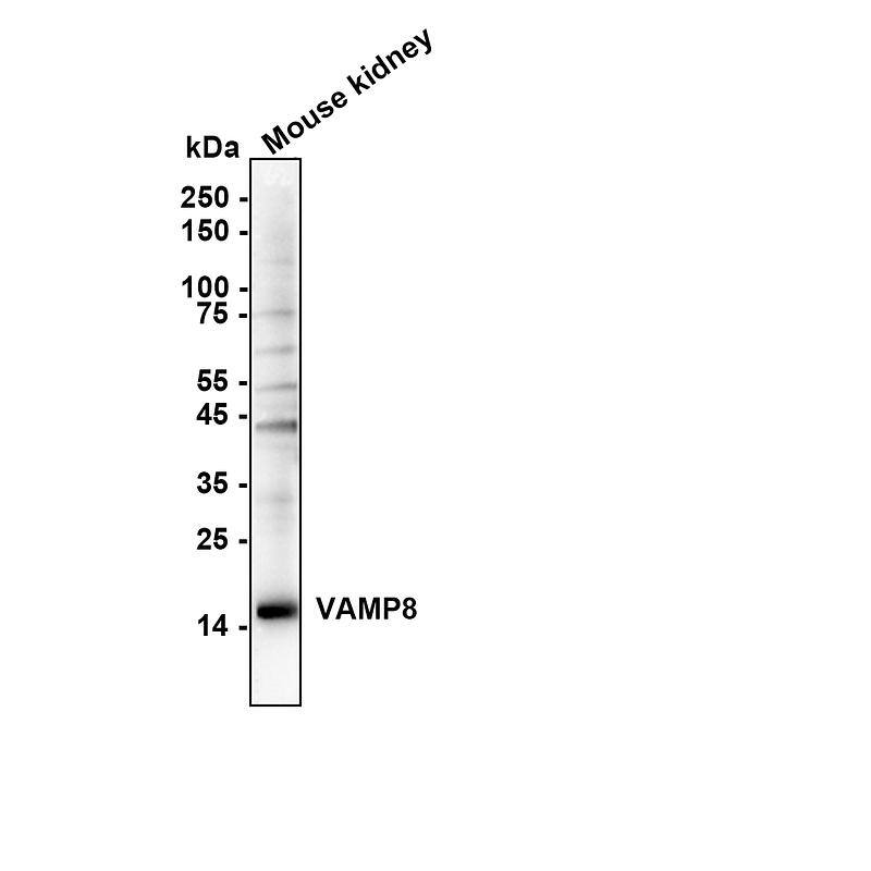 Western blot analysis on different lysates with NBP2-66777 at 1/2,000 dilution. Lane 1: Mouse kidney tissue lysate Lysates/proteins at 20 µg/Lane. Exposure time: 41 seconds Blocking: 5% NFDM/TBST, 1 hour at room temperature Primary antibody: NBP2-66777, 1/2,000 in primary antibody dilution buffer, overnight at 4 ℃ Secondary antibody: Goat Anti-Rabbit IgG [HRP] Secondary Antibody, 1/50,000 in 5% NFDM/TBST, 1 hour at room temperature Predicted band size: 11 kDa Observed band size: 15 kDa