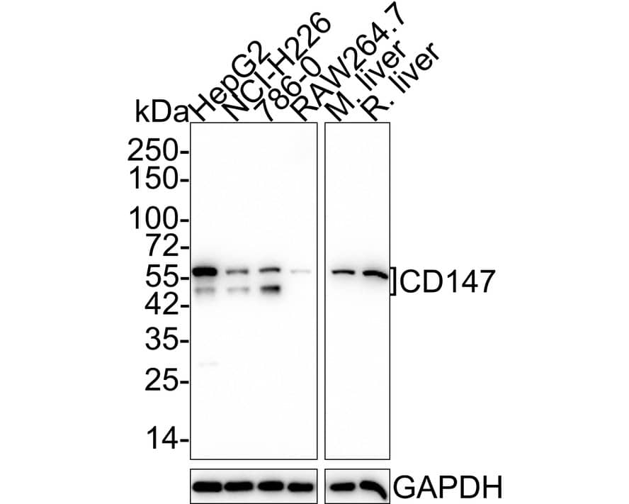 Western blot analysis on different lysates with NBP2-66820 at 1/5,000 dilution. Lane 1: HepG2 cell lysate (15 µg/Lane) Lane 2: NCI-H226 cell lysate (15 µg/Lane) Lane 3: 786-0 cell lysate (15 µg/Lane) Lane 4: RAW264.7 cell lysate (15 µg/Lane) Lane 5: Mouse liver tissue lysate (20 µg/Lane) Lane 6: Rat liver tissue lysate (20 µg/Lane) Predicted band size: 42 kDa Observed band size: 45-60 kDa Exposure time: 3 minutes; 4-20% SDS-PAGE gel. Proteins were transferred to a PVDF membrane and blocked with 5% NFDM/TBST for 1 hour at room temperature. NBP2-66820 at 1/5,000 dilution was used in 5% NFDM/TBST at 4℃ overnight. Goat Anti-Rabbit IgG [HRP] Secondary Antibody at 1/50,000 dilution was used for 1 hour at room temperature.