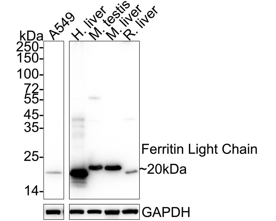 Western blot analysis on different lysates with NBP2-66836 at 1/1,000 dilution. Lane 1: A549 cell lysate (20 µg/Lane) Lane 2: Human liver tissue lysate (40 µg/Lane) Lane 3: Mouse testis tissue lysate (40 µg/Lane) Lane 4: Mouse liver tissue lysate (40 µg/Lane) Lane 5: Rat liver tissue lysate (40 µg/Lane) Predicted band size: 20 kDa Observed band size: 20 kDa Exposure time: 2 seconds;  4-20% SDS-PAGE gel. Proteins were transferred to a PVDF membrane and blocked with 5% NFDM/TBST for 1 hour at room temperature. NBP2-66836 at 1/1,000 dilution was used in 5% NFDM/TBST at 4℃ overnight. Goat Anti-Rabbit IgG [HRP] Secondary Antibody at 1/50,000 dilution was used for 1 hour at room temperature.
