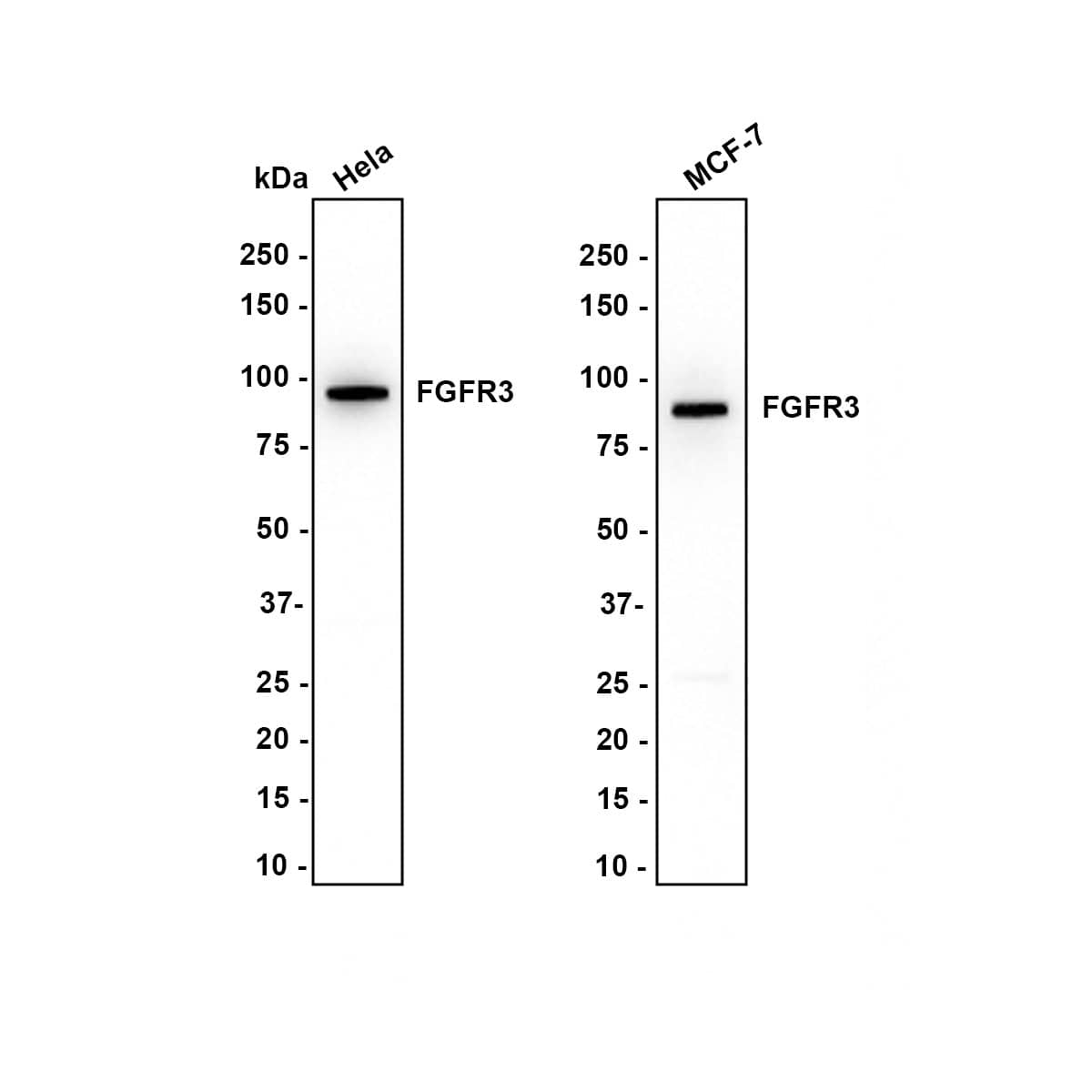 Western blot analysis on different lysates with NBP2-66840 at 1/1,000 dilution. Lane 1: Hela cell lysate Lane 2: MCF-7 cell lysate Lysates/proteins at 10 µg/Lane. Exposure time: 10 seconds Blocking: 5% NFDM/TBST, 1 hour at room temperature Primary antibody: NBP2-66840, 1/1,000 in 5% NFDM/TBST, overnight at 4 ℃ Secondary antibody: Goat Anti-Rabbit IgG [HRP] Secondary Antibody, 1/50,000 in 5% NFDM/TBST, 1 hour at room temperature Predicted band size: 87.7 kDa Observed band size: 95 kDa