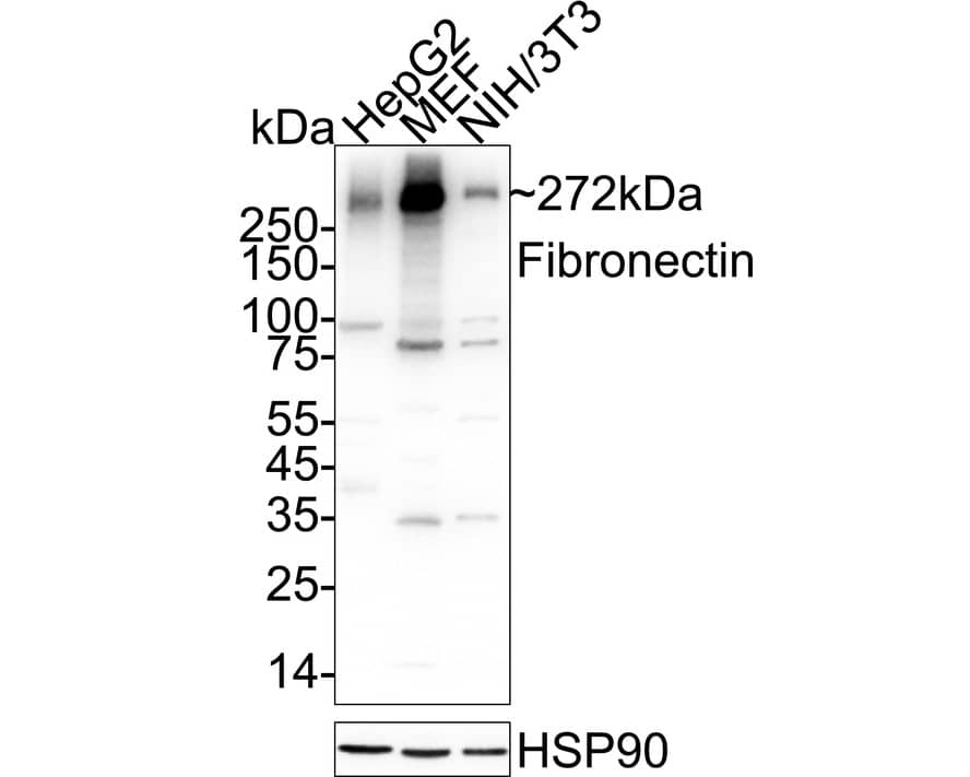 Western blot analysis on different lysates with NBP2-66845 at 1/2,000 dilution. Lane 1: HepG2 cell lysate Lane 2: MEF cell lysate Lane 3: NIH/3T3 cell lysate Lysates/proteins at 20 µg/Lane. Predicted band size: 272 kDa Observed band size: 272 kDa Exposure time: 2 seconds;  4-20% SDS-PAGE gel. Proteins were transferred to a PVDF membrane and blocked with 5% NFDM/TBST for 1 hour at room temperature. NBP2-66845 at 1/2,000 dilution was used in 5% NFDM/TBST at 4℃ overnight. Goat Anti-Rabbit IgG [HRP] Secondary Antibody at 1/50,000 dilution was used for 1 hour at room temperature.