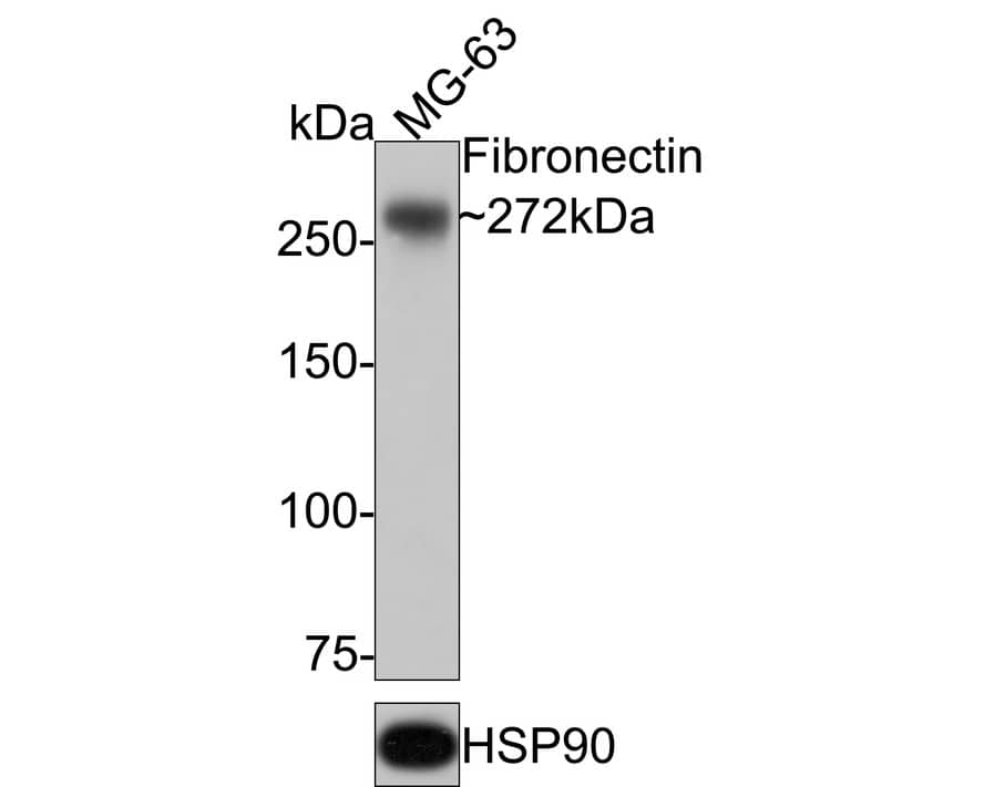 Western blot analysis of  MG-63 cell lysates with NBP2-66845 at 1/1,000 dilution. Lysates/proteins at 10 µg/Lane. Predicted band size: 272 kDa Observed band size: 272 kDa Exposure time: 2 minutes; 6% SDS-PAGE gel. Proteins were transferred to a PVDF membrane and blocked with 5% NFDM/TBST for 1 hour at room temperature. NBP2-66845 at 1/1,000 dilution was used in 5% NFDM/TBST at room temperature for 2 hours. Goat Anti-Rabbit IgG [HRP] Secondary Antibody at 1/100,000 dilution was used for 1 hour at room temperature.