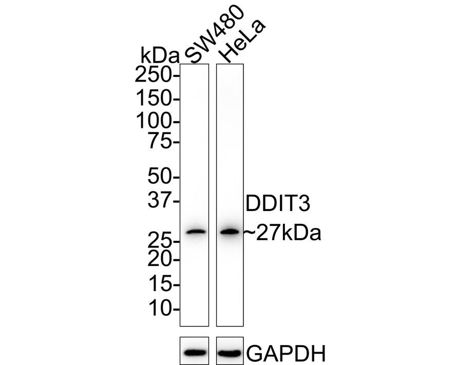 Western blot analysis on different lysates with NBP2-66856 at 1/5,000 dilution. Lane 1: SW480 cell lysate (20 µg/Lane) Lane 2: HeLa cell lysate (20 µg/Lane) Predicted band size: 19 kDa Observed band size: 27 kDa Exposure time: 3 minutes; 4-20% SDS-PAGE gel. Proteins were transferred to a PVDF membrane and blocked with 5% NFDM/TBST for 1 hour at room temperature. NBP2-66856 at 1/5,000 dilution was used in 5% NFDM/TBST at 4℃ overnight. Goat Anti-Rabbit IgG [HRP] Secondary Antibody at 1/50,000 dilution was used for 1 hour at room temperature.