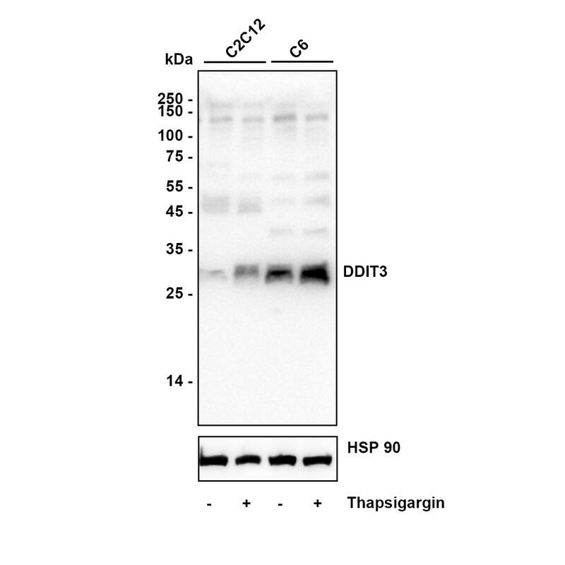 Western blot analysis on different lysates with NBP2-66856 at 1/5,000 dilution. Lane 1: C2C12 cell lysate Lane 2: C2C12 treatment with 300 nM thapsigargin for 18h cell lysate Lane 3: C6 cell lysate Lane 4: C6 treatment with 300 nM thapsigargin for 18h cell lysate Lysates/proteins at 20 µg/Lane. Exposure time: 20 seconds Blocking: 5% NFDM/TBST, 1 hour at room temperature Primary antibody: NBP2-66856, 1/5,000 in primary antibody dilution buffer, overnight at 4 ℃ Secondary antibody: Goat Anti-Rabbit IgG [HRP] Secondary Antibody, 1/50,000 in 5% NFDM/TBST, 1 hour at room temperature Predicted band size: 19 kDa Observed band size: 27 kDa