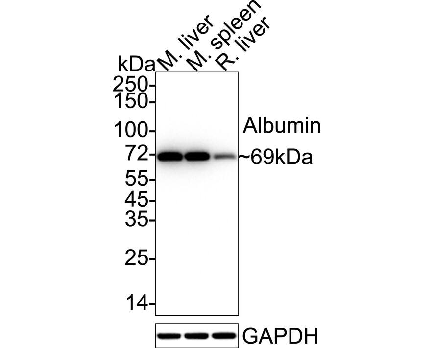 Western blot analysis on different lysates with NBP2-66894 at 1/40,000 dilution. Lane 1: Mouse liver tissue lysate Lane 2: Mouse spleen tissue lysate Lane 3: Rat liver tissue lysate Lysates/proteins at 20 µg/Lane. Predicted band size: 69 kDa Observed band size: 69 kDa Exposure time: 10 seconds;  4-20% SDS-PAGE gel. Proteins were transferred to a PVDF membrane and blocked with 5% NFDM/TBST for 1 hour at room temperature. NBP2-66894 at 1/40,000 dilution was used in 5% NFDM/TBST at 4℃ overnight. Goat Anti-Rabbit IgG [HRP] Secondary Antibody at 1/50,000 dilution was used for 1 hour at room temperature.
