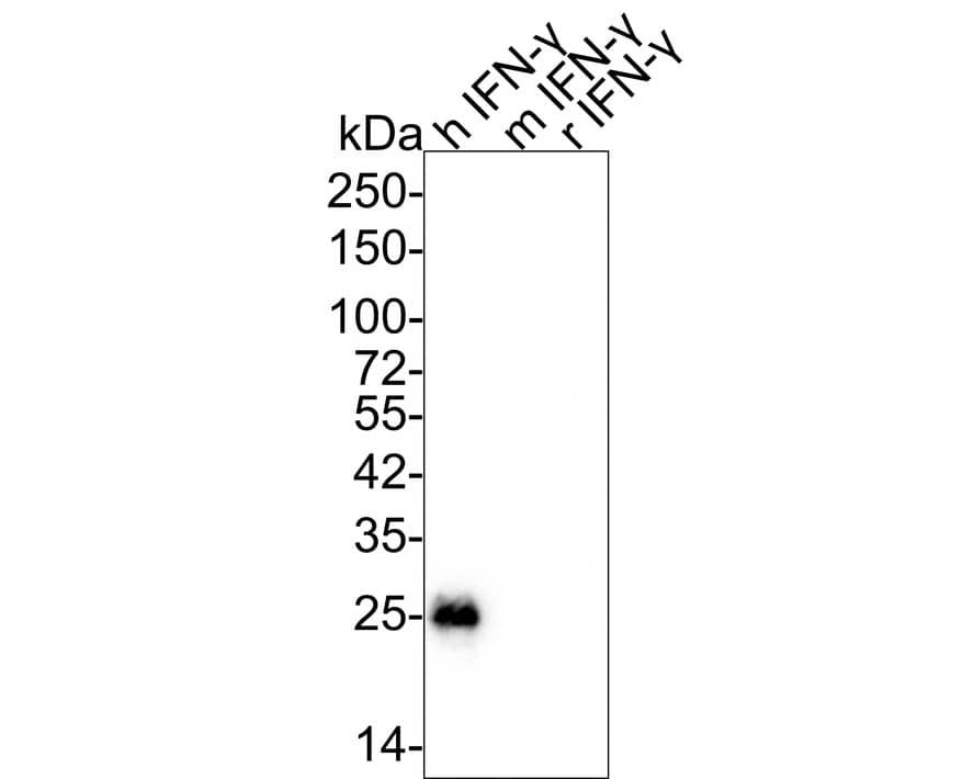 Western blot analysis on different lysates with NBP2-66900 at 1/1,000 dilution. Lane 1: Human IFN-gamma recombinant protein, 50ng/Lane Lane 2: Mouse IFN-gamma recombinant protein, 50ng/Lane Lane 3: Rat IFN-gamma recombinant protein, 50ng/Lane Exposure time: 3 minutes; 4-20% SDS-PAGE gel. Proteins were transferred to a PVDF membrane and blocked with 5% NFDM/TBST for 1 hour at room temperature. NBP2-66900 at 1/1,000 dilution was used in 5% NFDM/TBST at room temperature for 2 hours. Goat Anti-Rabbit IgG [HRP] Secondary Antibody at 1:50,000 dilution was used for 1 hour at room temperature.