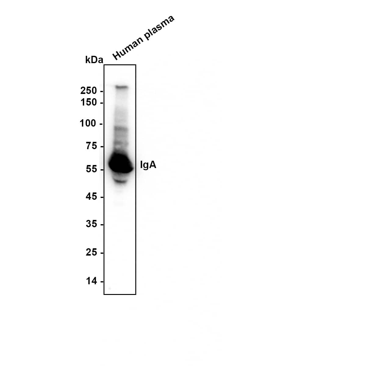 Western blot analysis of  Human plasma with NBP2-66901 at 1/1,000 dilution. Lysates/proteins at 20 µg/Lane. Exposure time: 12s Blocking: 5% NFDM/TBST, 1 hour at room temperature Primary antibody: NBP2-66901, 1/1,000 in primary antibody dilution buffer, overnight at 4 ℃ Secondary antibody: Goat Anti-Rabbit IgG [HRP] Secondary Antibody, 1/50,000 in 5% NFDM/TBST, 1 hour at room temperature Predicted band size: 42.8 kDa Observed band size: 60 kDa