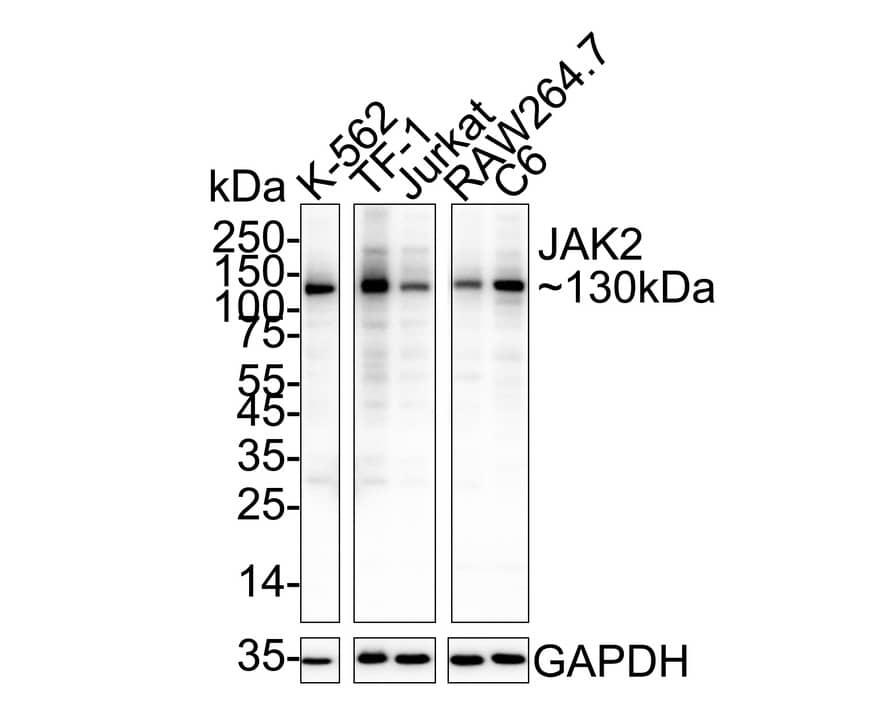 Western blot analysis on different lysates with NBP2-66913 at 1/1,000 dilution. Lane 1: K-562 cell lysate Lane 2: TF-1 cell lysate Lane 3: Jurkat cell lysate Lane 4: RAW264.7 cell lysate Lane 5: C6 cell lysate Lysates/proteins at 20 µg/Lane. Predicted band size: 130 kDa Observed band size: 130 kDa Exposure time: 40 seconds;  4-20% SDS-PAGE gel. Proteins were transferred to a PVDF membrane and blocked with 5% NFDM/TBST for 1 hour at room temperature. NBP2-66913 at 1/1,000 dilution was used in 5% NFDM/TBST at 4℃ overnight. Goat anti-Mouse IgG [HRP] at 1/50,000 dilution was used for 1 hour at room temperature.