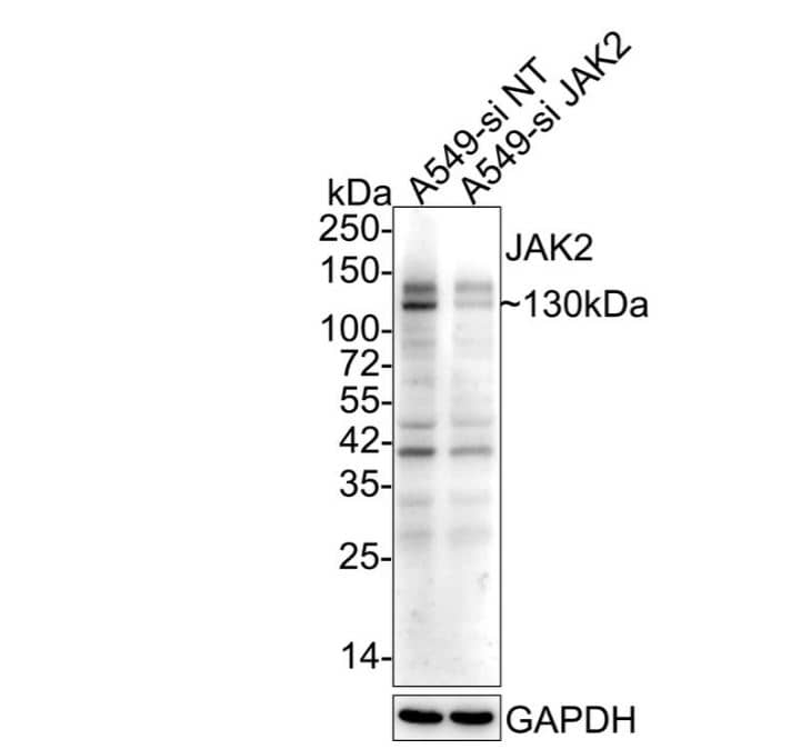 Western Blot: Jak2 Antibody (6-D3) [NBP2-66913] -Analysis on K562 cell lysates using anti-JAK2 mouse mAb.