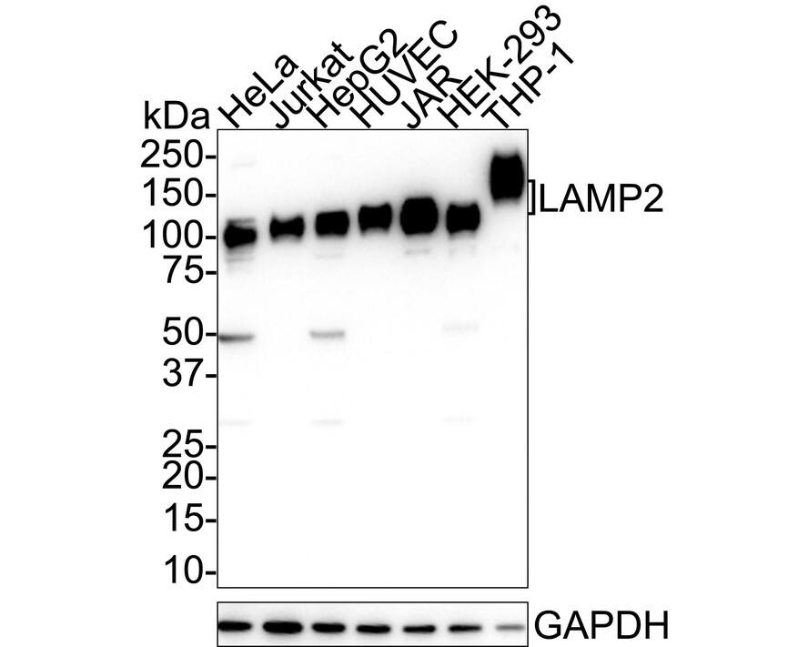 Western blot analysis on different lysates with NBP2-66929 at 1/1,000 dilution. Lane 1: HeLa cell lysate Lane 2: Jurkat cell lysate Lane 3: HepG2 cell lysate Lane 4: HUVEC cell lysate Lane 5: JAR cell lysate Lane 6: HEK-293 cell lysate Lane 7: THP-1 cell lysate Lysates/proteins at 20 µg/Lane. Predicted band size: 45 kDa Observed band size: 110 kDa Exposure time: 1 minute 2 seconds;  4-20% SDS-PAGE gel. Proteins were transferred to a PVDF membrane and blocked with 5% NFDM/TBST for 1 hour at room temperature. NBP2-66929 at 1/1,000 dilution was used in 5% NFDM/TBST at 4℃ overnight. Goat anti-Mouse IgG [HRP] at 1/50,000 dilution was used for 1 hour at room temperature.