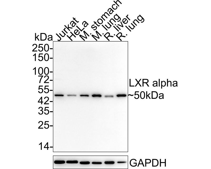 Western blot analysis on different lysates with NBP2-66938 at 1/5,000 dilution. Lane 1: Jurkat cell lysate (15 µg/Lane) Lane 2: HeLa cell lysate (15 µg/Lane) Lane 3: Mouse stomach tissue lysate (20 µg/Lane) Lane 4: Mouse lung tissue lysate (20 µg/Lane) Lane 5: Rat liver tissue lysate (20 µg/Lane) Lane 6: Rat lung tissue lysate (20 µg/Lane) Predicted band size: 50 kDa Observed band size: 50 kDa Exposure time: 1 minute; 4-20% SDS-PAGE gel. Proteins were transferred to a PVDF membrane and blocked with 5% NFDM/TBST for 1 hour at room temperature. NBP2-66938 at 1/5,000 dilution was used in 5% NFDM/TBST at 4℃ overnight. Goat Anti-Rabbit IgG [HRP] Secondary Antibody at 1/50,000 dilution was used for 1 hour at room temperature.