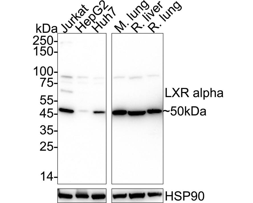Western blot analysis on different lysates with NBP2-66938 at 1/5,000 dilution. Lane 1: Jurkat cell lysate (20 µg/Lane) Lane 2: HepG2 cell lysate (20 µg/Lane) Lane 3: Huh7 cell lysate (20 µg/Lane) Lane 4: Mouse lung tissue lysate (40 µg/Lane) Lane 5: Rat liver tissue lysate (40 µg/Lane) Lane 6: Rat lung tissue lysate (40 µg/Lane) Predicted band size: 50 kDa Observed band size: 50 kDa Exposure time: 3 minutes;  4-20% SDS-PAGE gel. Proteins were transferred to a PVDF membrane and blocked with 5% NFDM/TBST for 1 hour at room temperature. NBP2-66938 at 1/5,000 dilution was used in 5% NFDM/TBST at 4℃ overnight. Goat Anti-Rabbit IgG [HRP] Secondary Antibody at 1/50,000 dilution was used for 1 hour at room temperature.